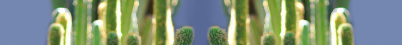 cactidbl