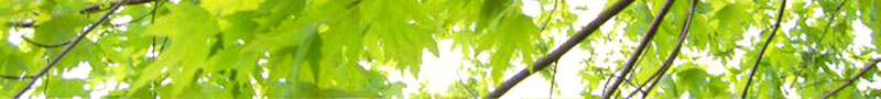 oakleaves
