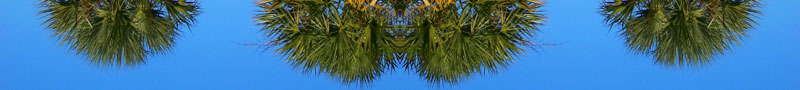 trees