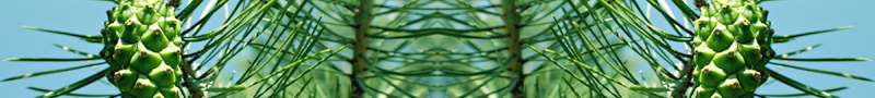 pineconedbl