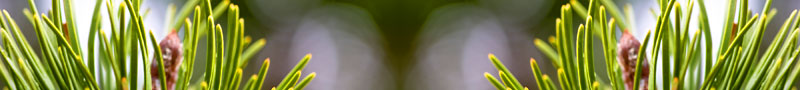 pineydbl