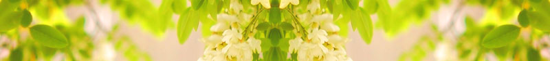 wisteriadbl